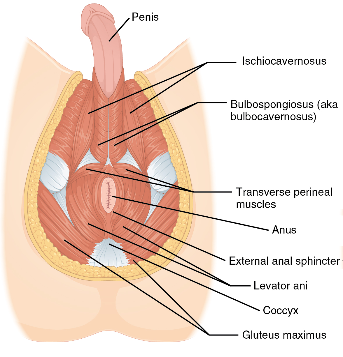 anus between and vagina bit