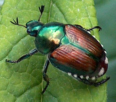 beetles japanese adult controlling