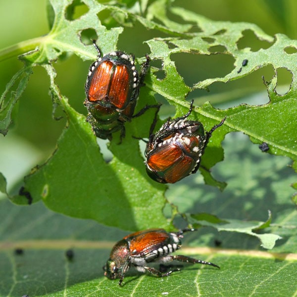 controlling adult japanese beetles