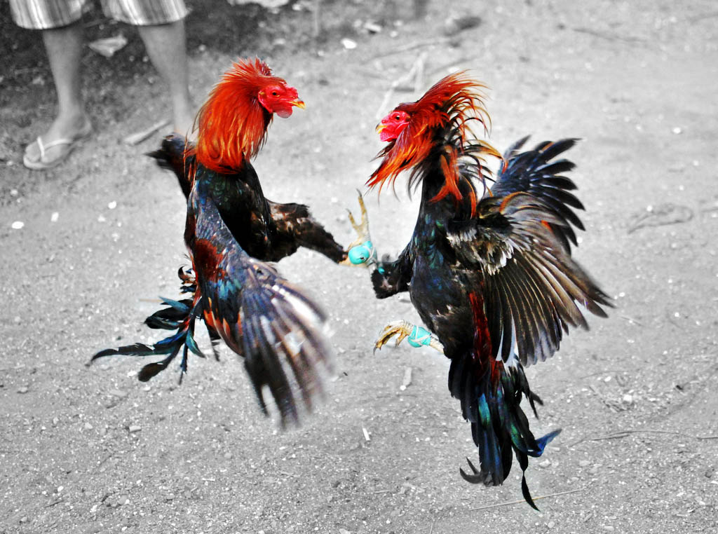 cock fighting gamecocks