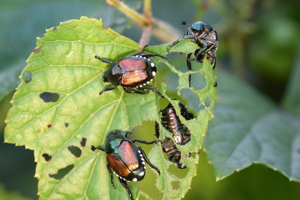 japanese adult beetles controlling