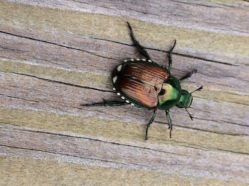 beetles japanese adult controlling