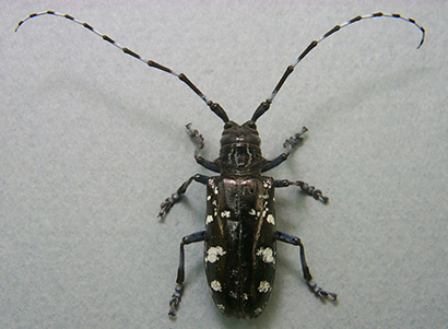 asian longhorned beetle anoplophora