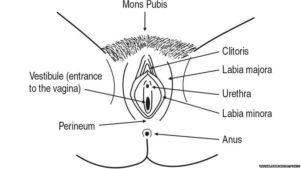anus and vagina between bit