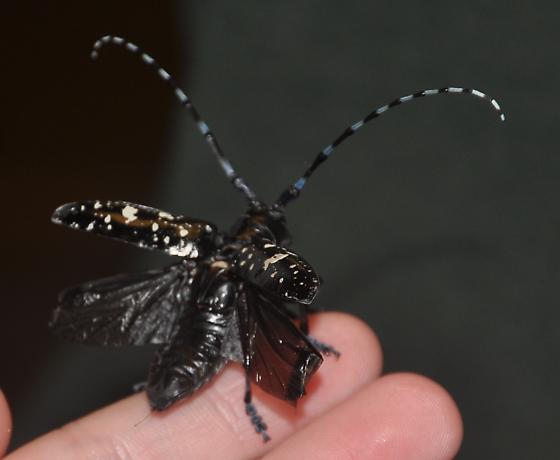 longhorned beetle asian anoplophora