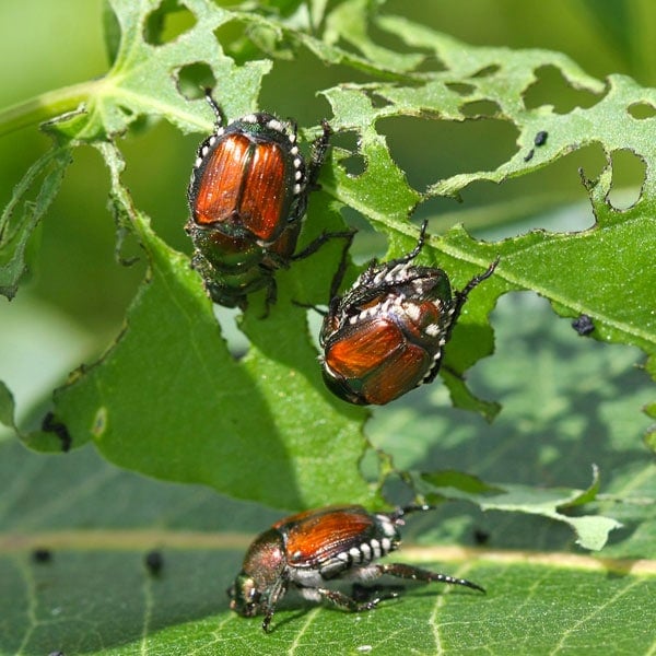 japanese controlling adult beetles