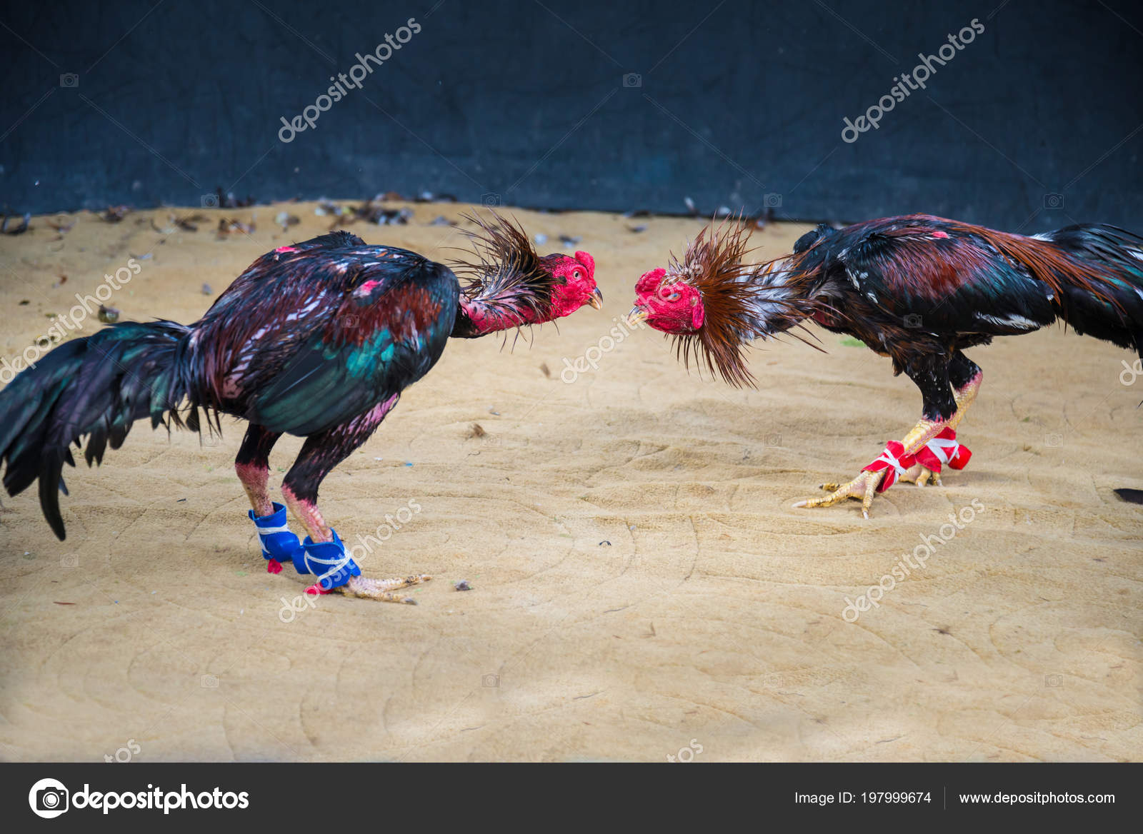 fighting gamecocks cock