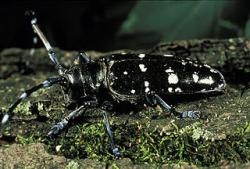 asian longhorned beetle anoplophora